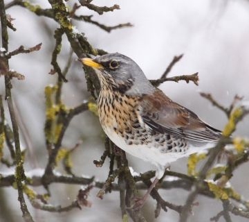 Drozd-bravenjak-Davor-Krnjeta