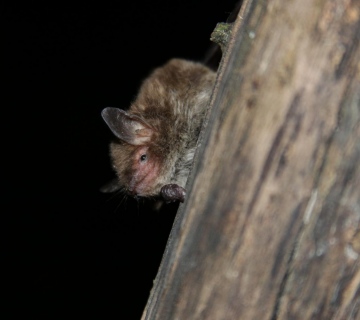 MR00078-GN_PB_M-dau-1