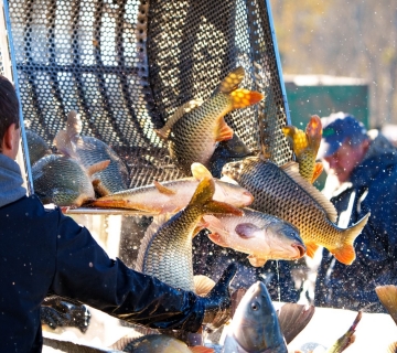 3-mjesto-Petar_Sabol_Sarancine-Crna-Mlaka