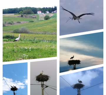 Uhvati-me-ako-mozes-kolaz