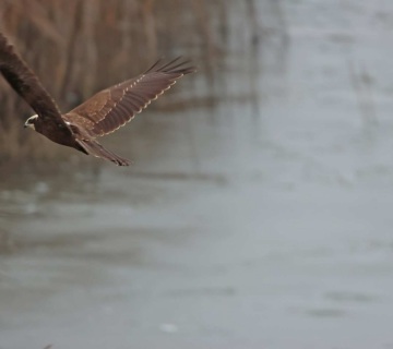 Cir.aru-EJA-MOCVARICA