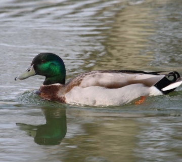 Divlja-patka-Vlado-Pirsa