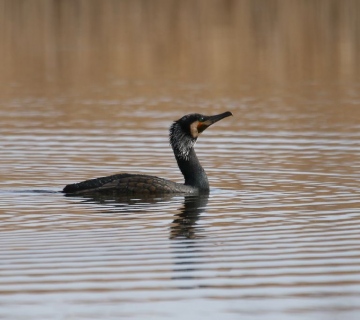 Veliki-vranac-Vlado-Pirsa