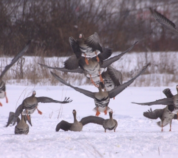 lisasta_guska_Anser_albifrons-Tomica