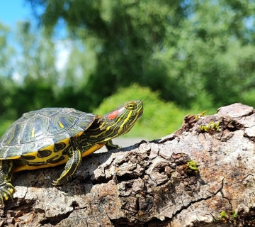 Crvenouhe-kornjace-15