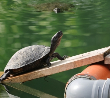 Crvenouhe-kornjace-20