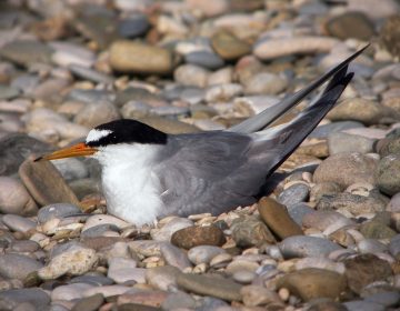 Kopno ili more: ekološki i genetički aspekti izbora staništa crvenokljune čigre Kopno ili more: ekološki i genetički aspekti izbora staništa crvenokljune čigre