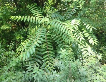 Upoznaj invazivnu stranu vrstu žljezdasti pajasen Upoznaj invazivnu stranu vrstu žljezdasti pajasen