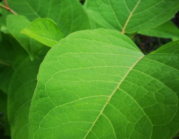 Upoznaj invazivnu stranu vrstu – dvornici