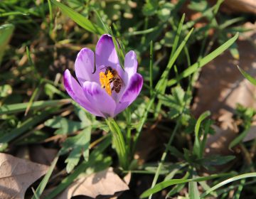 Svjetski dan pčela Svjetski dan pčela