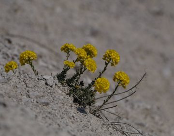 Obnovljena staništa kritično ugrožene i endemske samoborske gromotulje