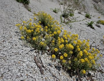 EKSKLUZIVNO IZ SAMOBORSKIH BREŽULJAKA: PREBROJANA 𝗦𝗔𝗠𝗢𝗕𝗢𝗥𝗦𝗞𝗔 𝗚𝗥𝗢𝗠𝗢𝗧𝗨𝗟𝗝𝗔!
