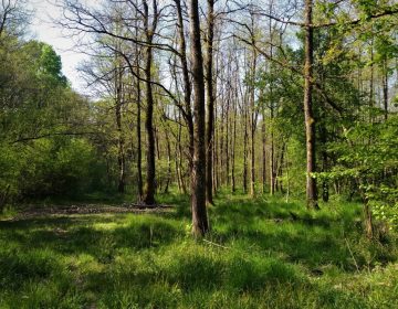 Povodom Međunarodnog dana šuma predstavljamo novi EU projekt