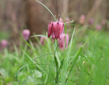 Jeste li ih vidjeli? – proljetnice