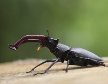 Jeste li ih vidjeli? Jeste li ih vidjeli?