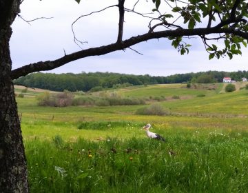 Uhvati me ako možeš