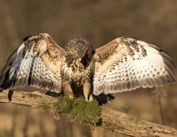NAJAVA OTVORENJA IZLOŽBE „POLETI SA MNOM“