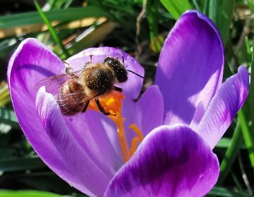 SVJETSKI DAN PČELA – 20. SVIBANJ