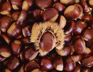 Pitomi kesten – Šumska voćka