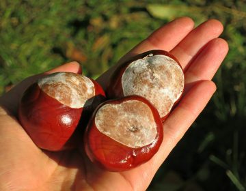 Divlji kesten – Kralj gradskih drvoreda