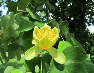 Tulipanovac – Ljepotan  u parku