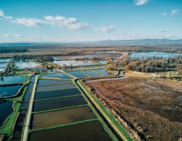 Močvara puna života