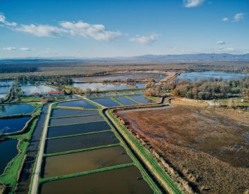 Svjetski dan vlažnih staništa – Močvare kao čuvari života