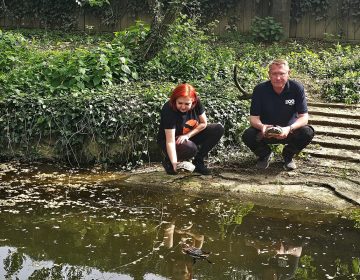 I kornjače se sele u grad!