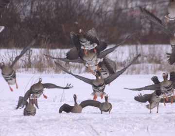 ZIMSKO PREBROJAVANJE PTICA MOČVARICA! ZIMSKO PREBROJAVANJE PTICA MOČVARICA!