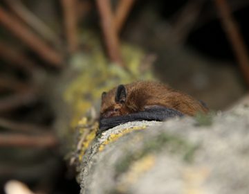 Otkriveno pet novih vrsta šišmiša Otkriveno pet novih vrsta šišmiša