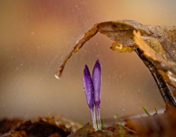 𝟑. 𝐨ž𝐮𝐣𝐤𝐚 – 𝐒𝐯𝐣𝐞𝐭𝐬𝐤𝐢 𝐝𝐚𝐧 𝐝𝐢𝐯𝐥𝐣𝐢𝐡 𝐯𝐫𝐬𝐭𝐚